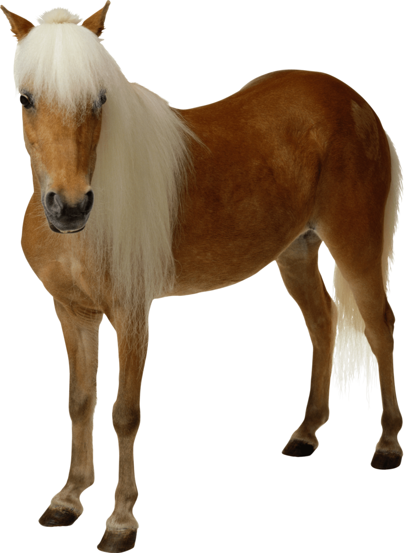   Clipart Brown Horse Png Image Download Picture Transparent Background