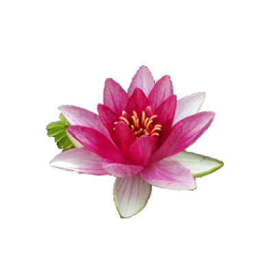  Water Lily Png File