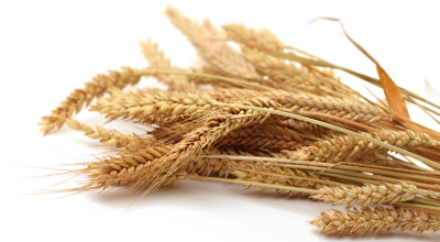  Grain Picture Download Free Image