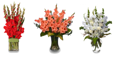  Gladiolus Image