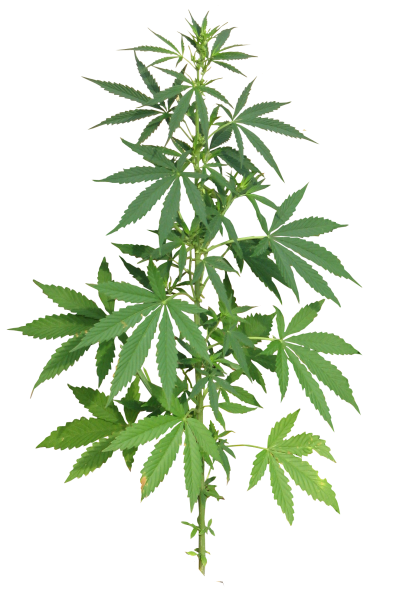 Cannabis-background-transparent