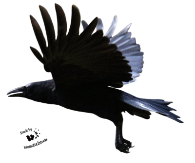  Raven Flying Clipart