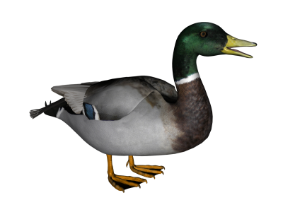  Duck Transparent Background