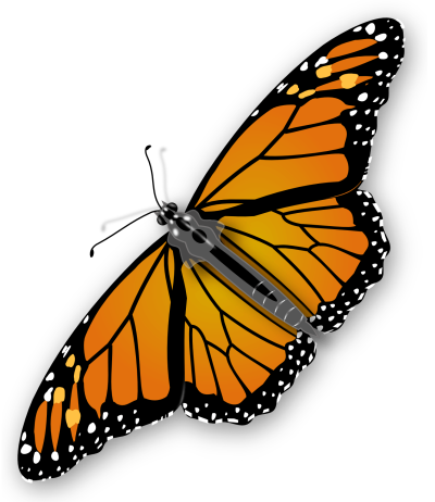  Butterfly Png Image