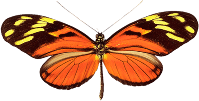 Butterfly Png Image