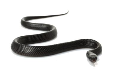  Black Snake Clipart