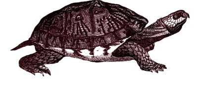  Box Turtle PNG Clipart