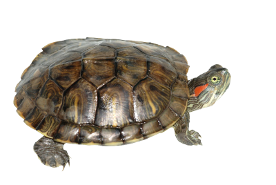  Box Turtle Transparent PNG
