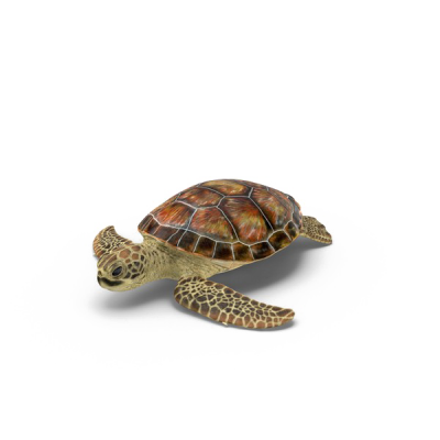  Turtle Transparent PNG