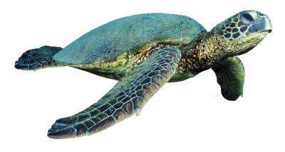  Turtle PNG Photo