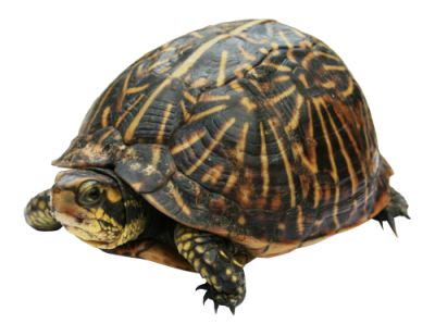  Turtle PNG Clipart