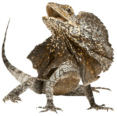  Lizard Transparent Background