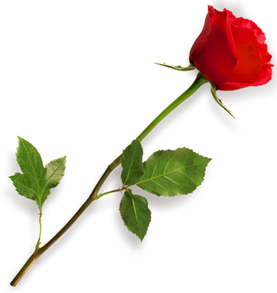  Rose PNG HD