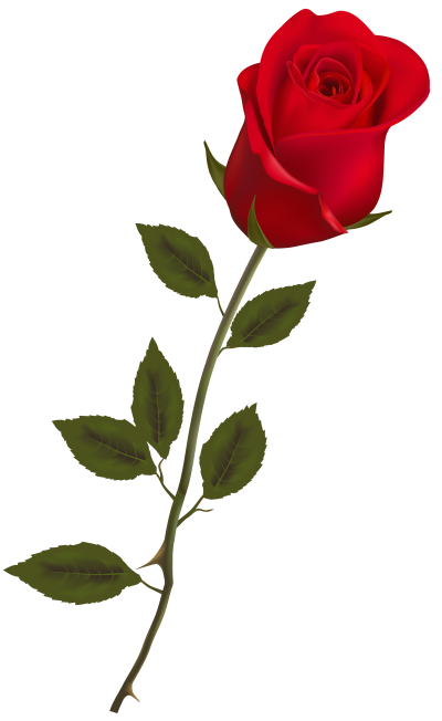  Rose PNG Image