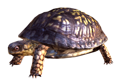  Box Turtle PNG Free Download