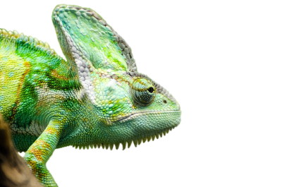  Iguana Transparent Picture