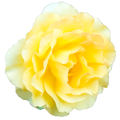  Yellow Rose Transparent Background
