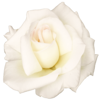  White Rose PNG Transparent Image