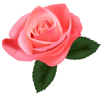  Pink Rose PNG Pic