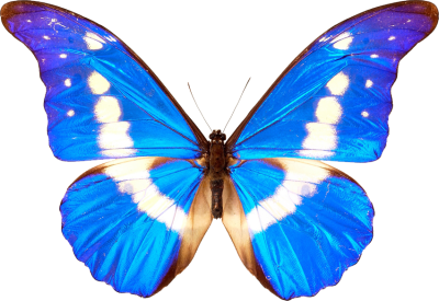  Butterfly Transparent PNG