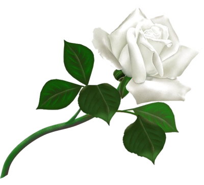  White Rose Transparent Background