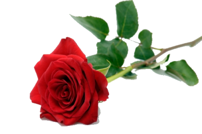  Single Red Rose PNG Pic