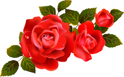  Red Rose PNG Image