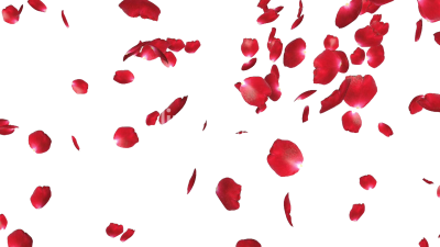  Rose Petals PNG File