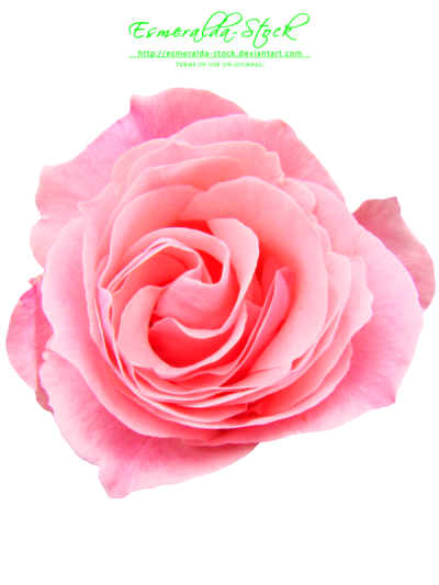  Pink Rose PNG Free Download