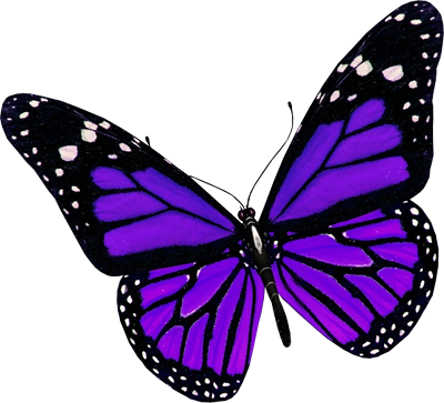  Purple Butterfly PNG File