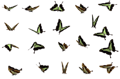  Butterflies Swarm PNG File