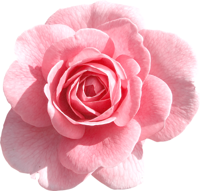  Pink Rose Transparent PNG