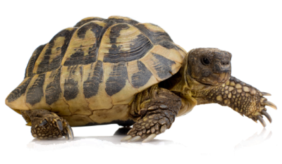  Turtle PNG HD