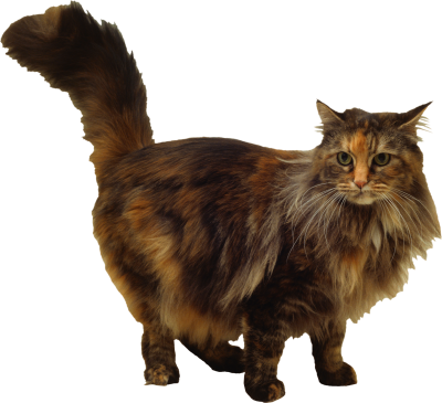Cats-background-Cat-transparent