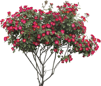  Bush Png Image