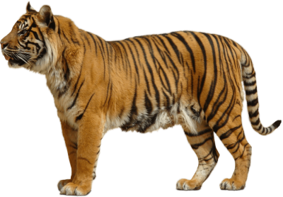 yellow-tiger