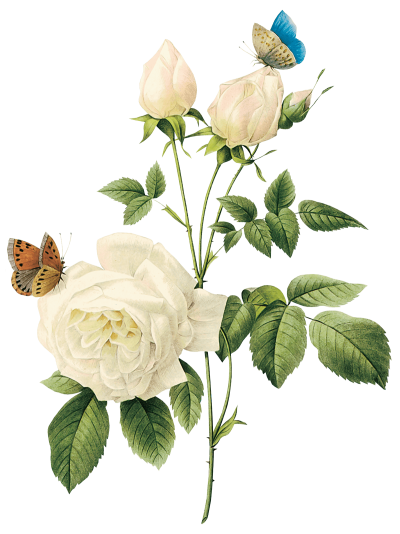 white-roses