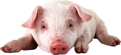 pink-laying-on-ground