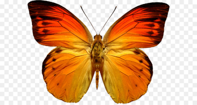 Butterfly Clip art - Butterfl