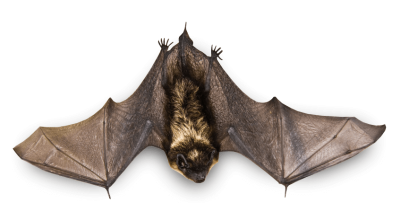 bat