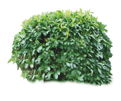  Bush Png Image