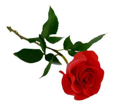  Rose Png Hd