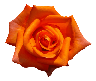 orange-rose-flower-top-view