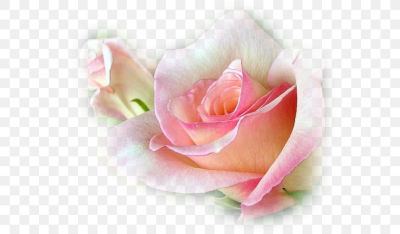 Happy Birthday To You Anniversary Tanti Auguri A Te, PNG ...