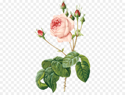Rosa De Damasco, Flores, Rosa De Te imagen png - imagen ...