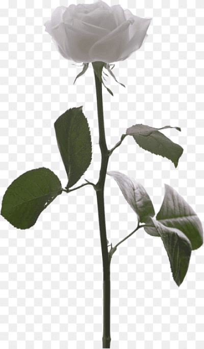 Rosa De Te png images | PNGWing