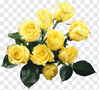 Rosa De Te PNG cliparts | PNGWave