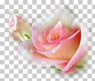 4 rosa De Te PNG cliparts for free download | UIHere