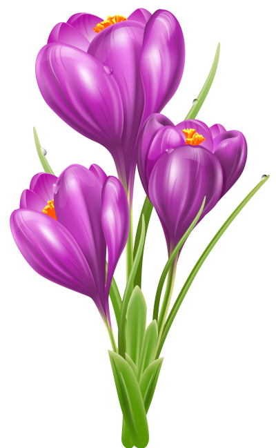  Crocus Photos