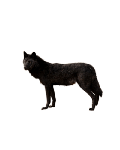  Wolf Png Image Picture Download